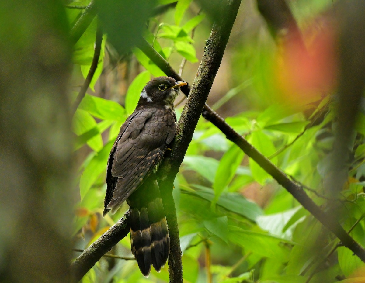 ML465739551 Dark HawkCuckoo Macaulay Library