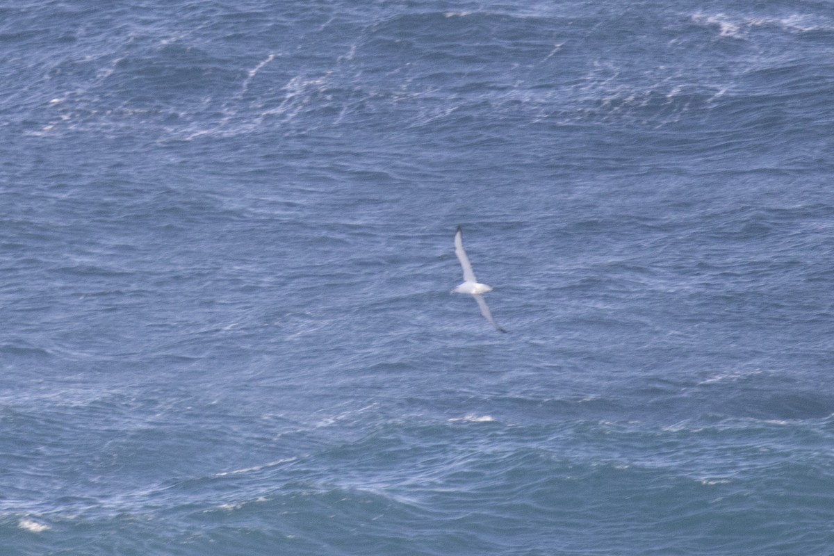 White-capped Albatross - ML465741241