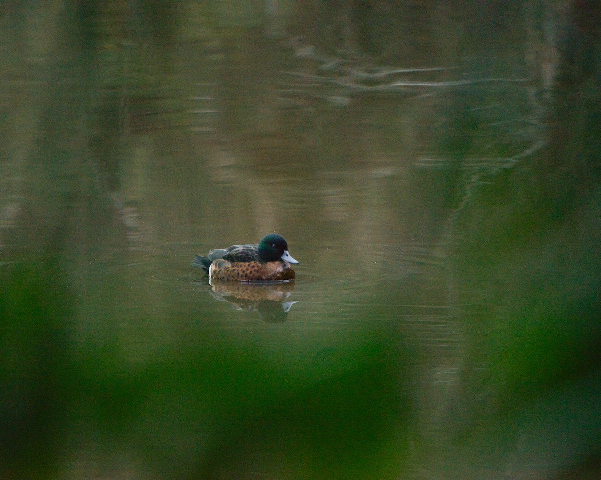 ML465745461 - Chestnut Teal - Macaulay Library