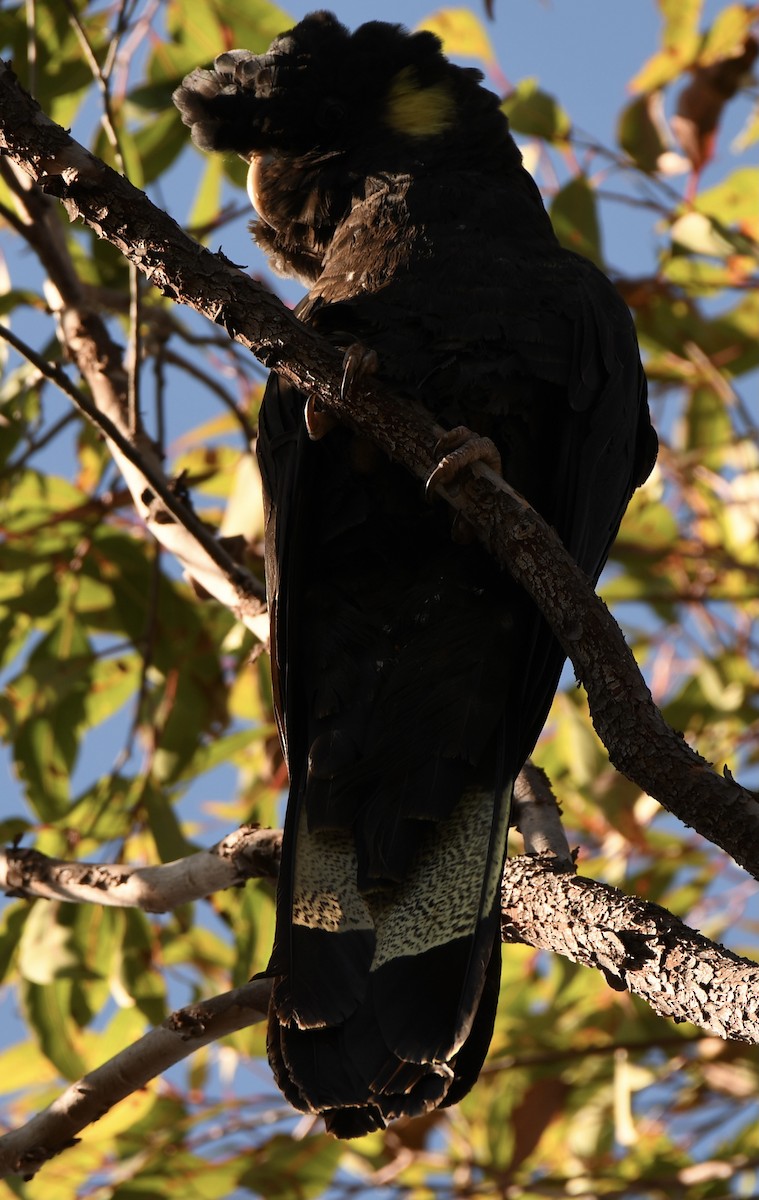 Yellow-tailed Black-Cockatoo - ML465749371