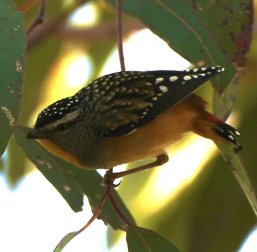 Spotted Pardalote - ML465749391
