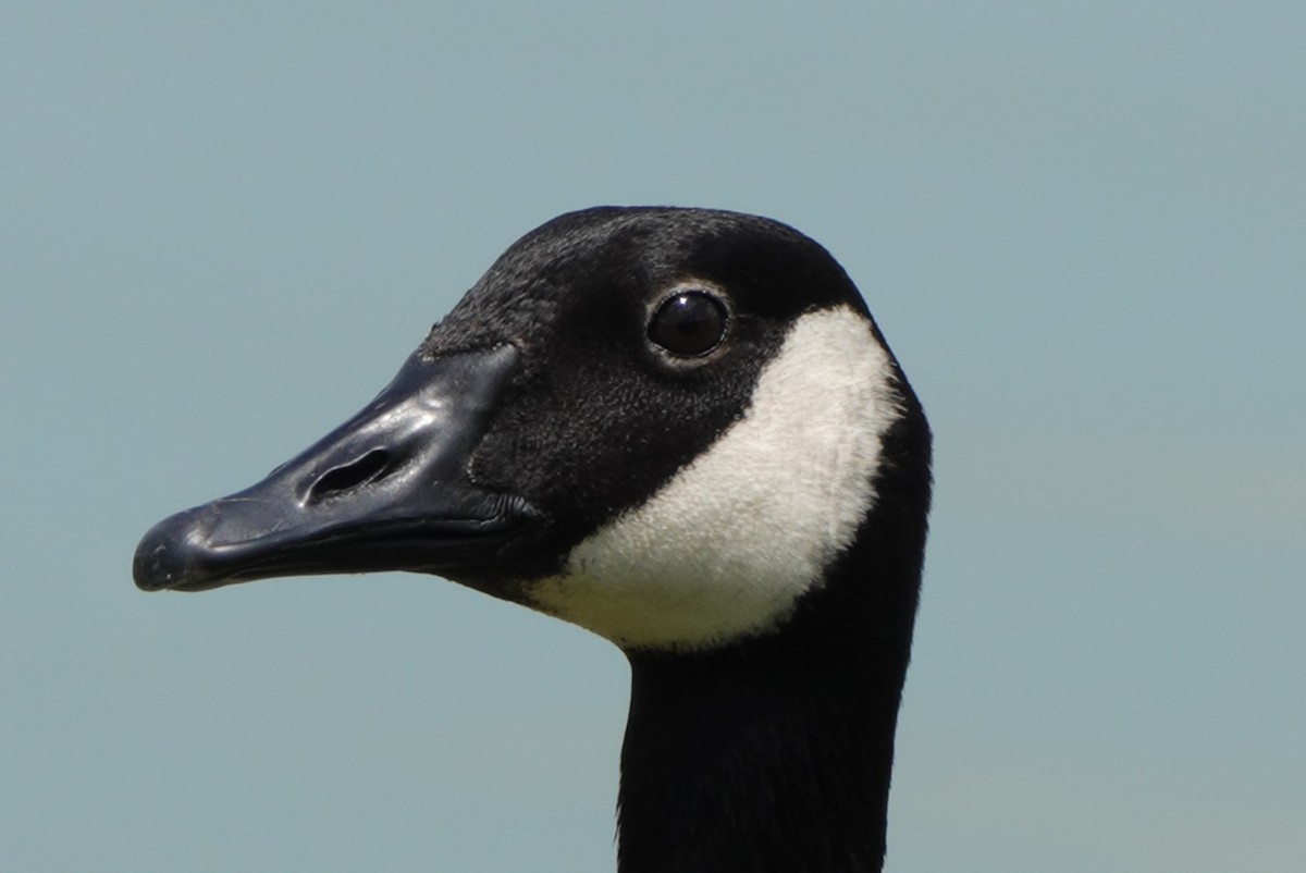 Canada Goose - deborah grimes