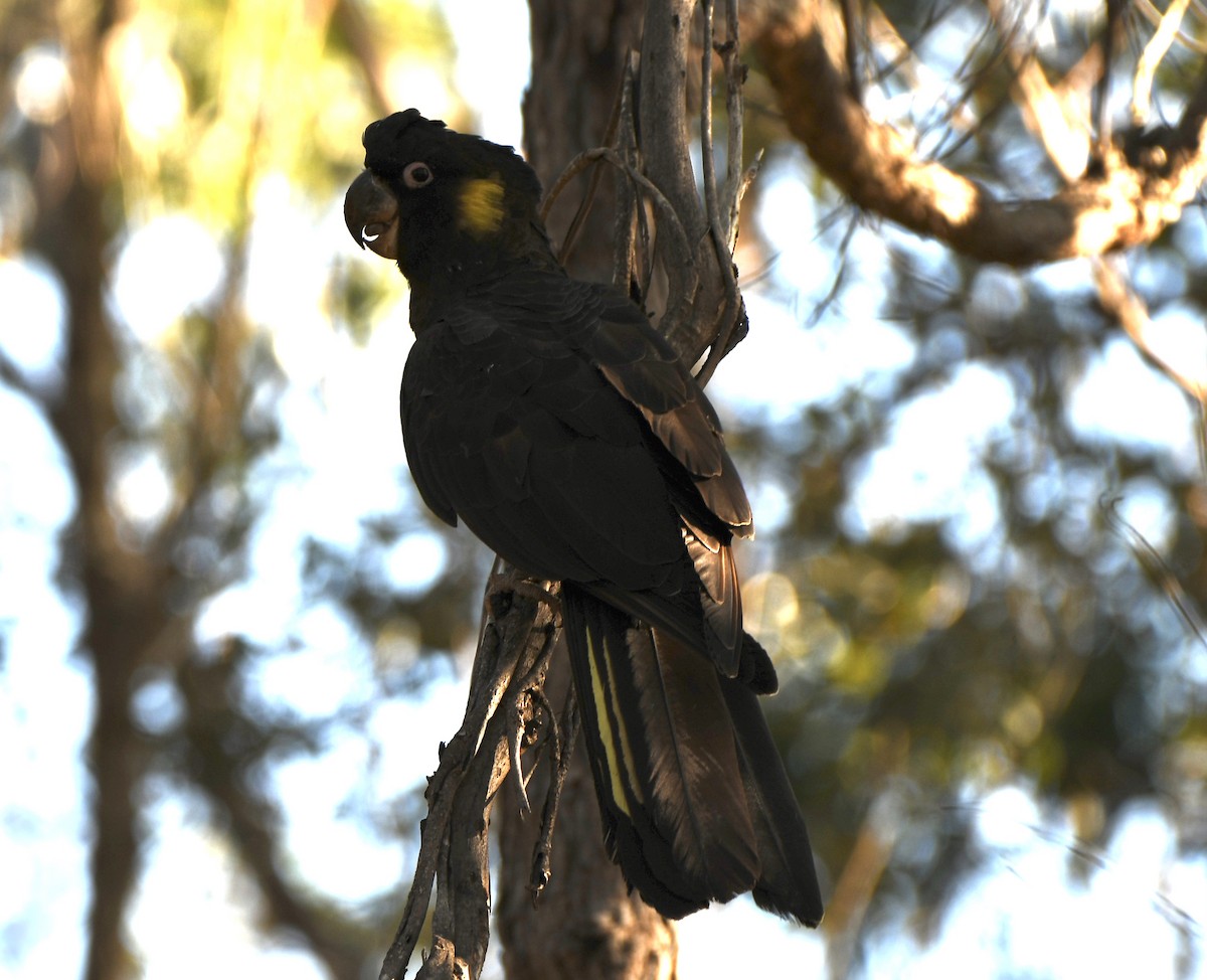 Yellow-tailed Black-Cockatoo - ML465750731
