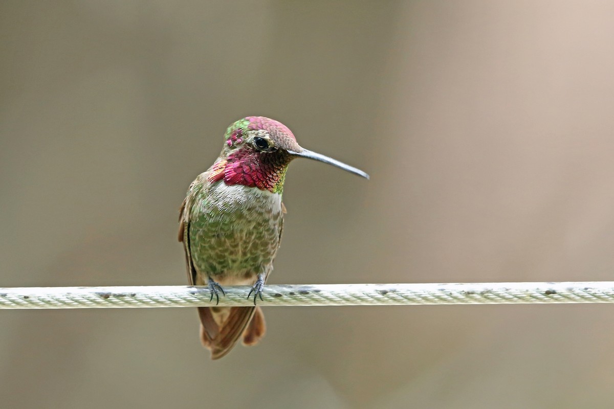 Costa's Hummingbird - ML46575131