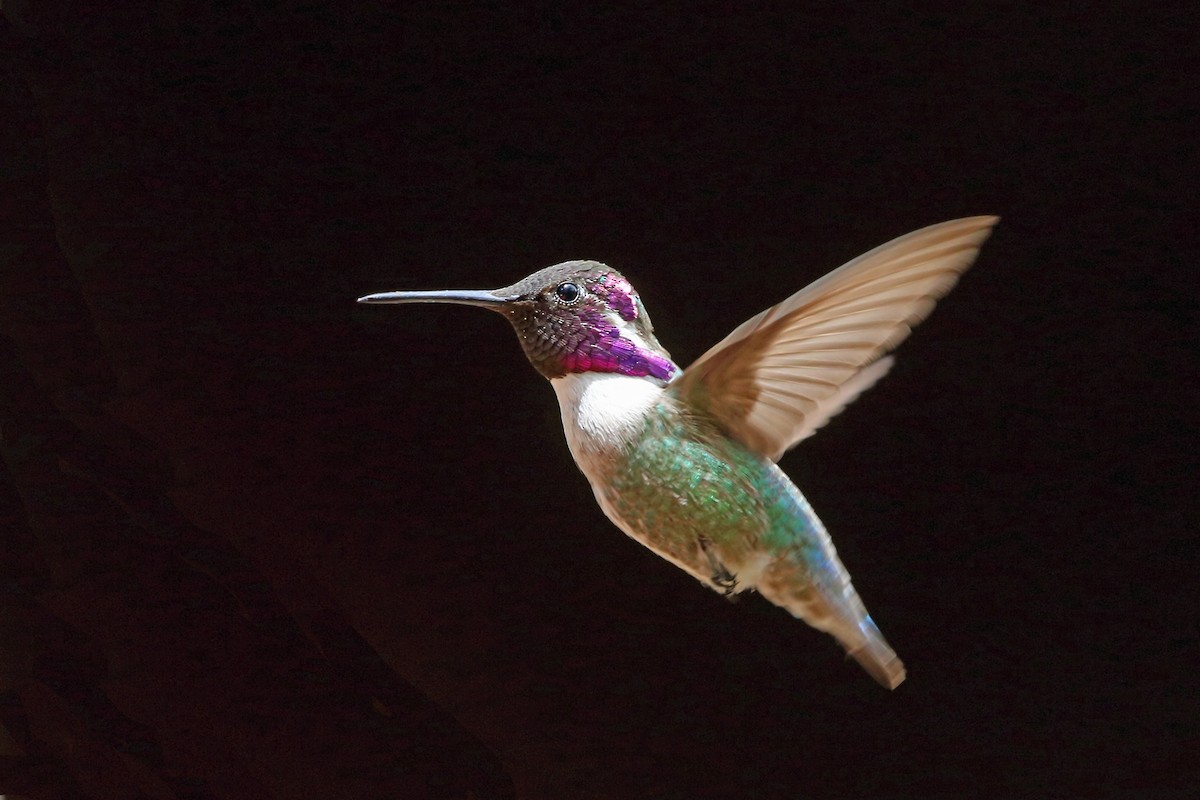 Costa's Hummingbird - ML46575141