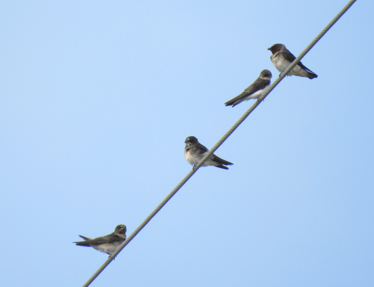 Northern Rough-winged Swallow - ML465751491