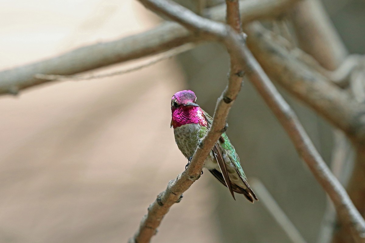Costa's Hummingbird - ML46575151