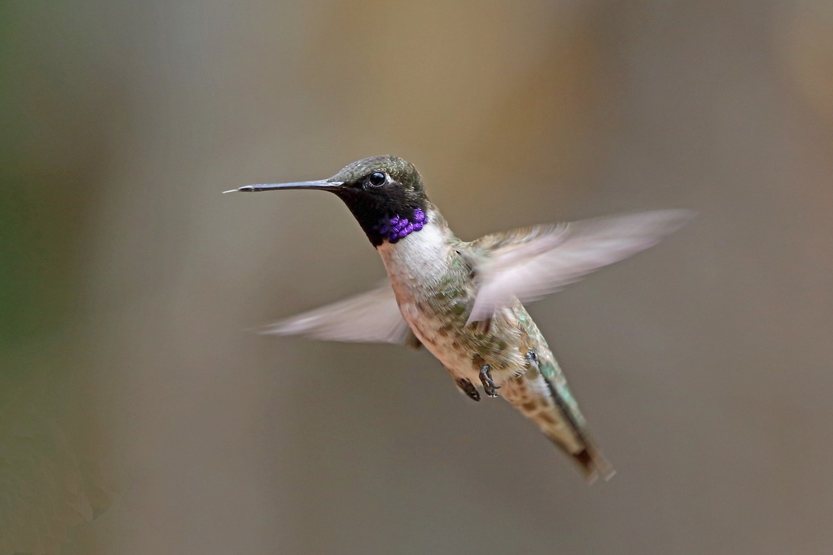 Black-chinned Hummingbird - Nigel Voaden