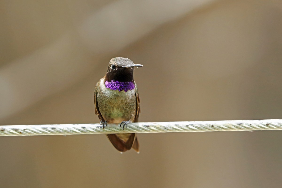 Black-chinned Hummingbird - Nigel Voaden