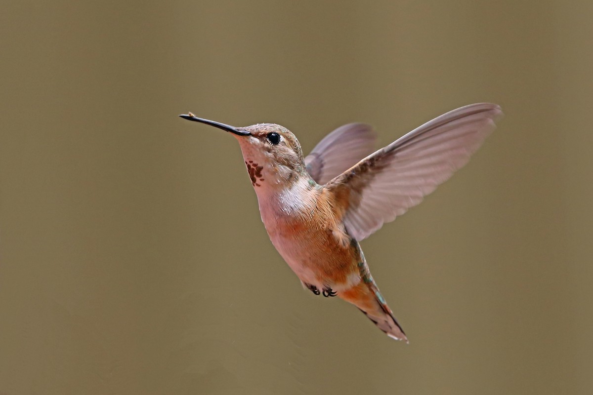 Rufous Hummingbird - Nigel Voaden
