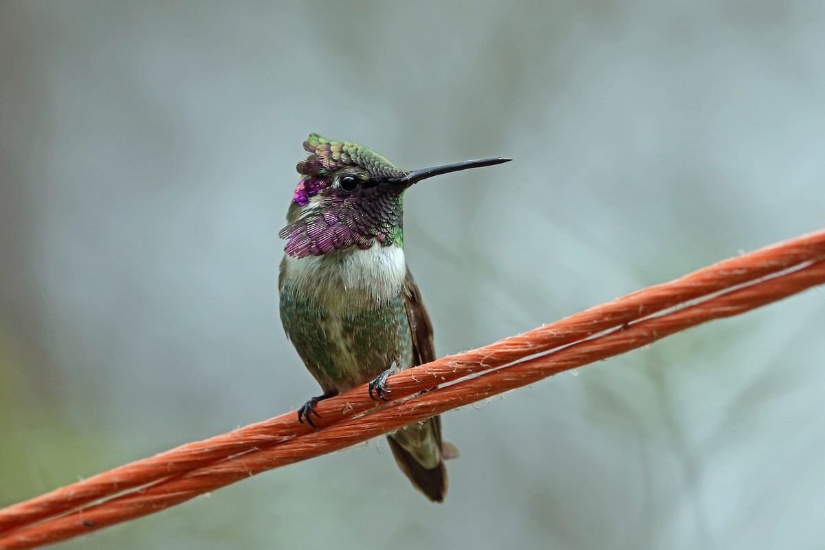 Costa's Hummingbird - ML46575301