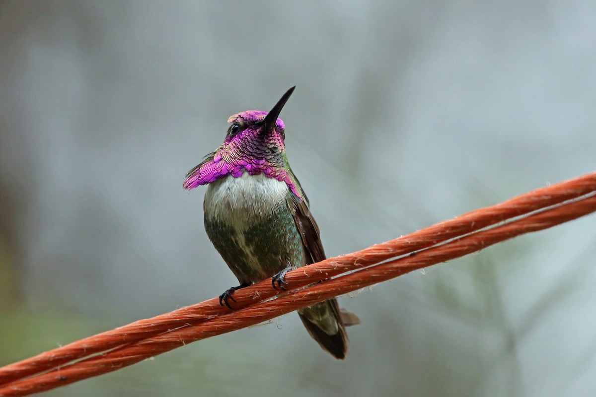 Costa's Hummingbird - Nigel Voaden