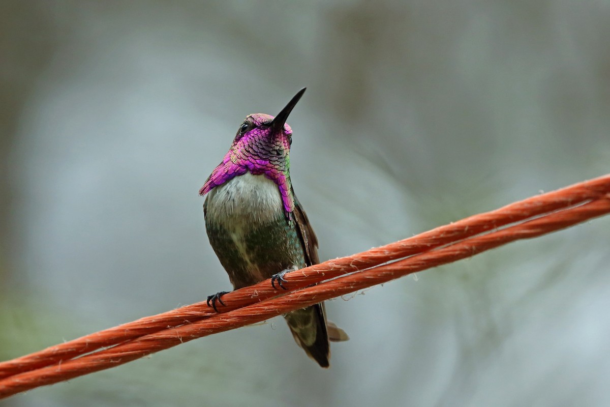 Costa's Hummingbird - ML46575321