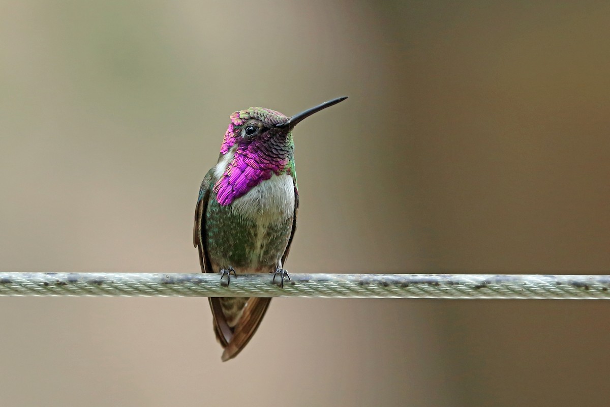 Costa's Hummingbird - ML46575331