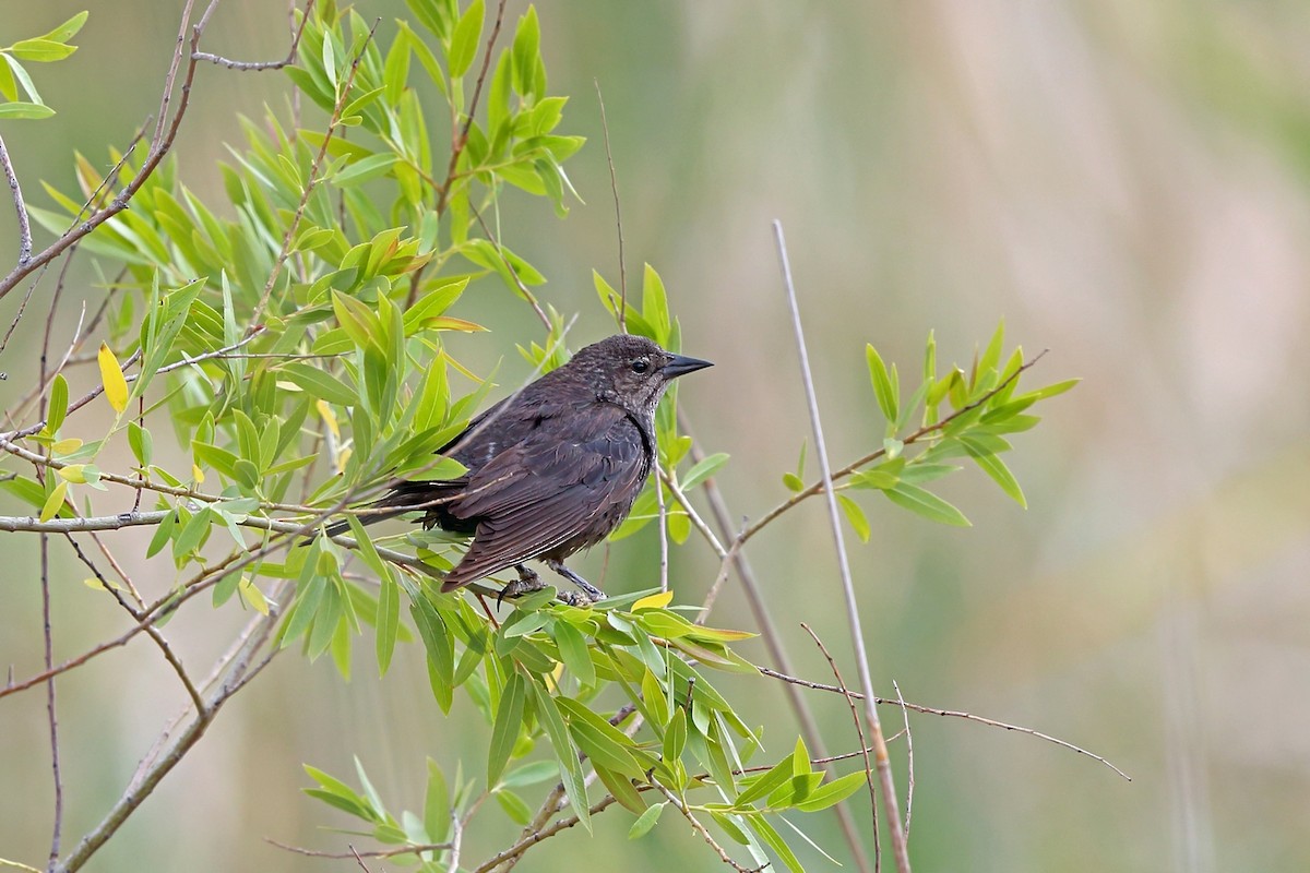 Tricolored Blackbird - Nigel Voaden