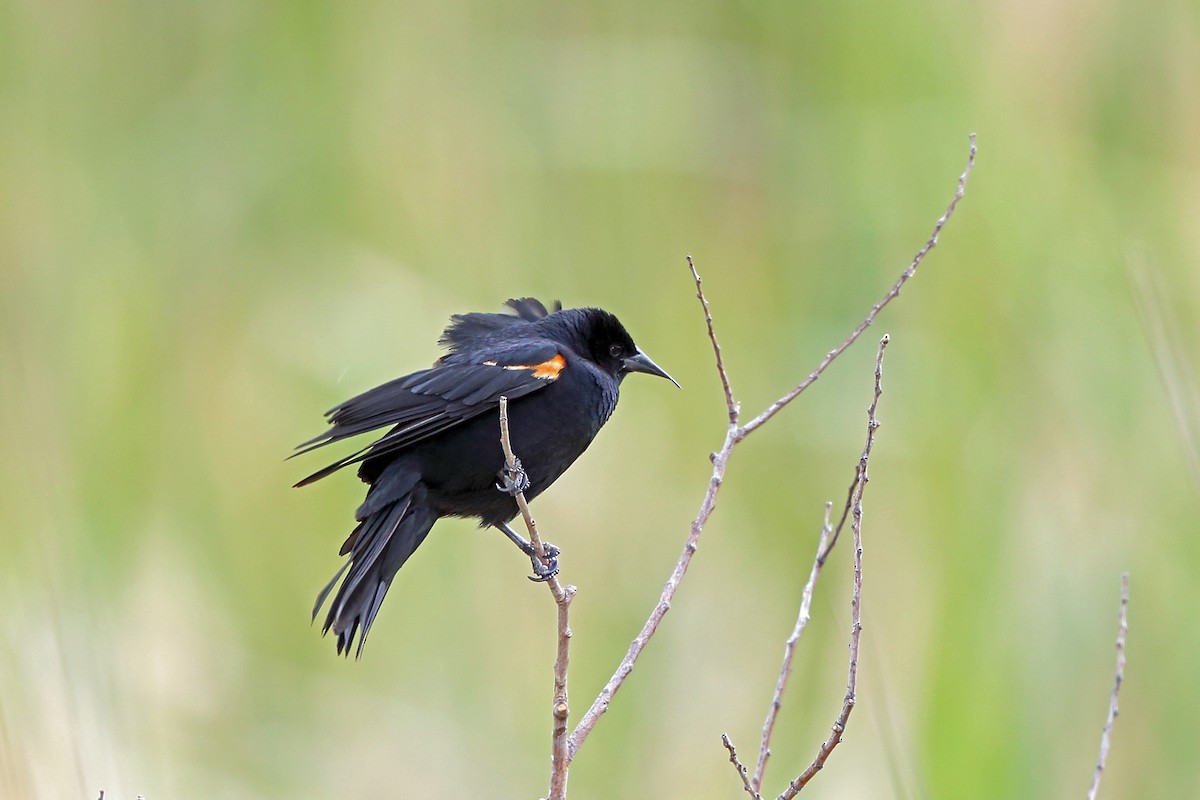 Red-winged Blackbird - ML46575541