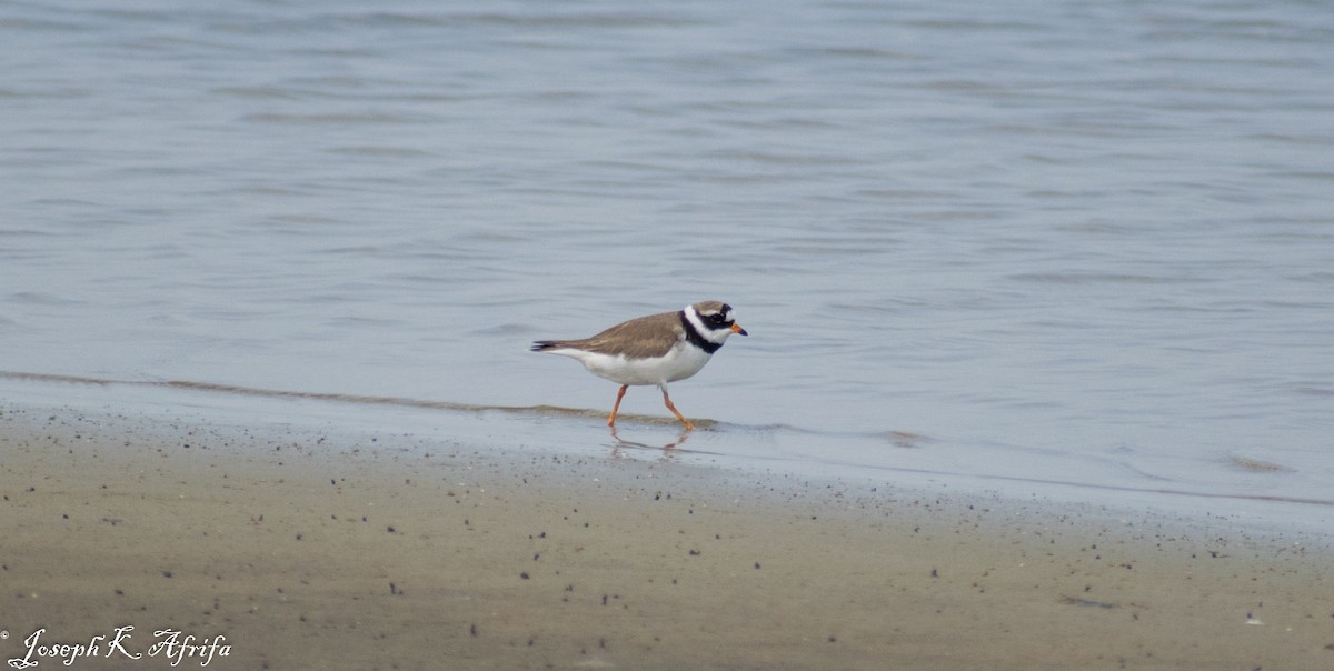 Common Ringed Plover - ML465758431