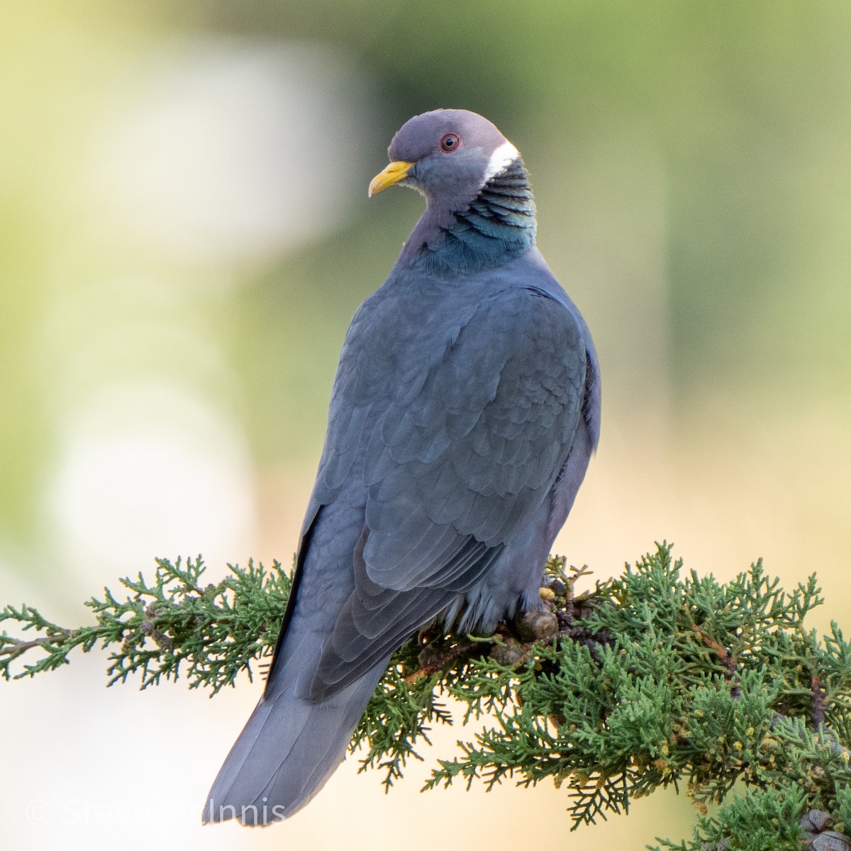 Band-tailed Pigeon - ML465759561