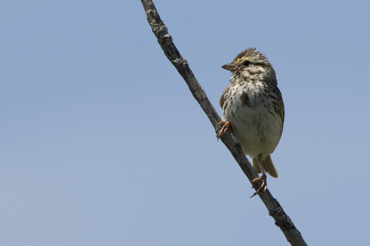 Savannah Sparrow - ML465760311