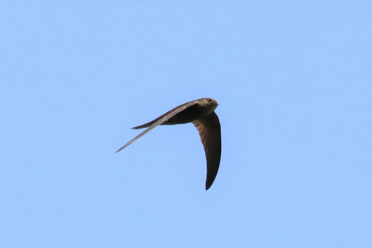 eBird Checklist - 8 Jul 2022 - Mirador Masca - 12 species (+1 other taxa)