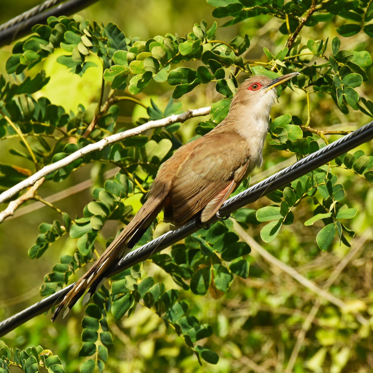 Puerto Rican Lizard-Cuckoo - ML465763371