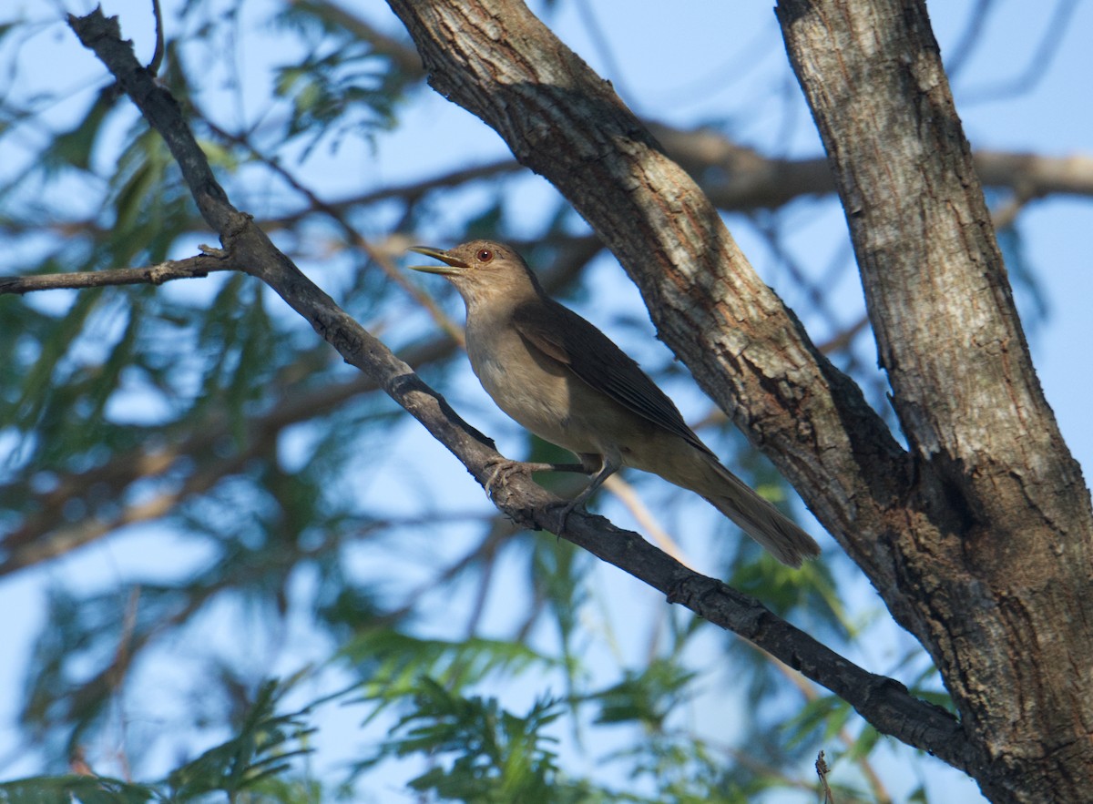 Clay-colored Thrush - Timothy Marquardt