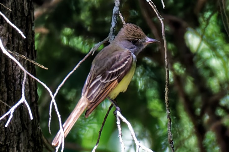 Great Crested Flycatcher - ML465765331