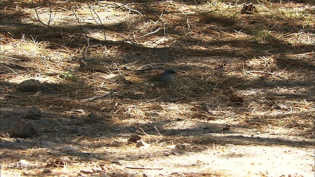 Yellow-eyed Junco (Mexican) - ML465766