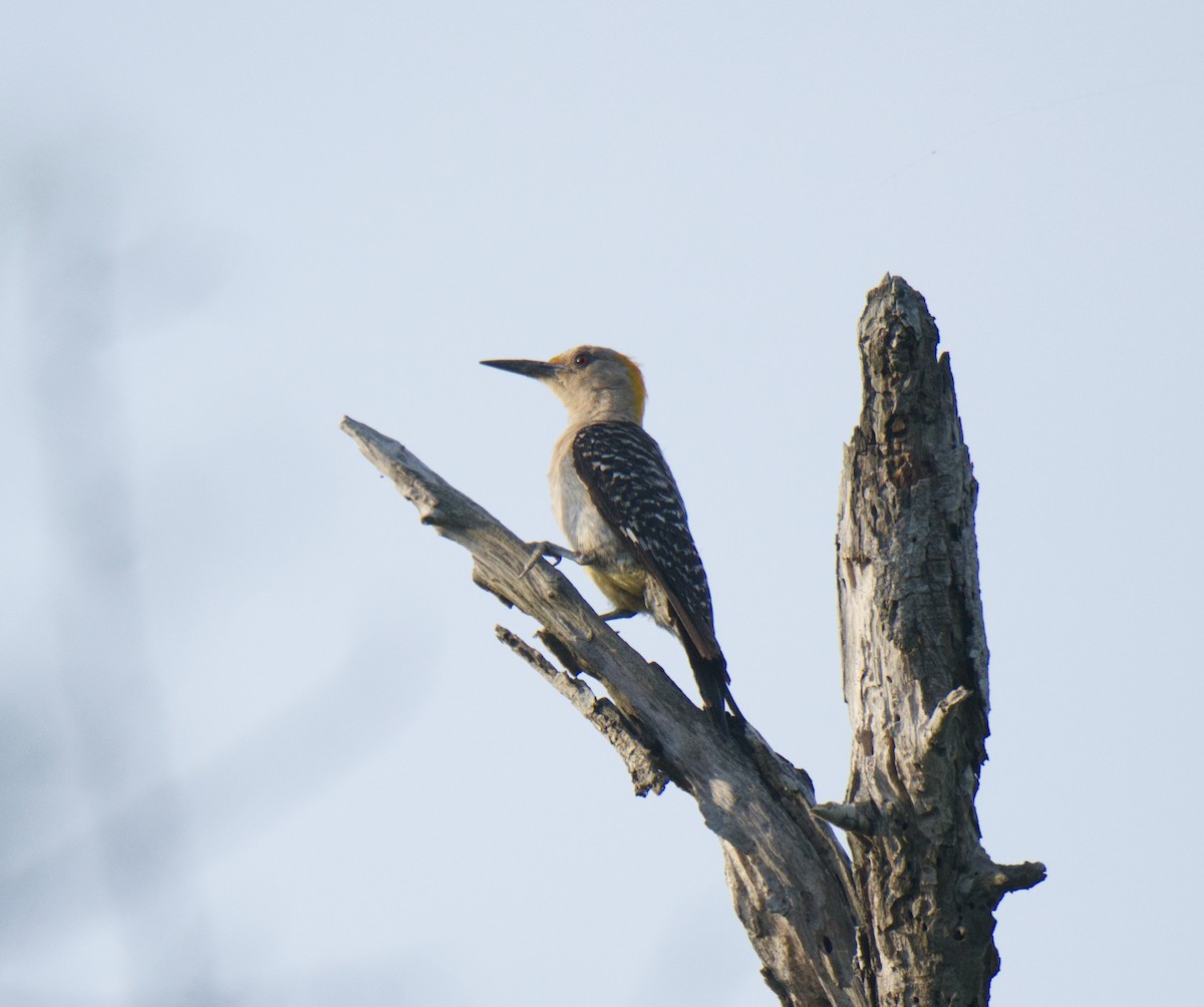 Golden-fronted Woodpecker - ML465766591
