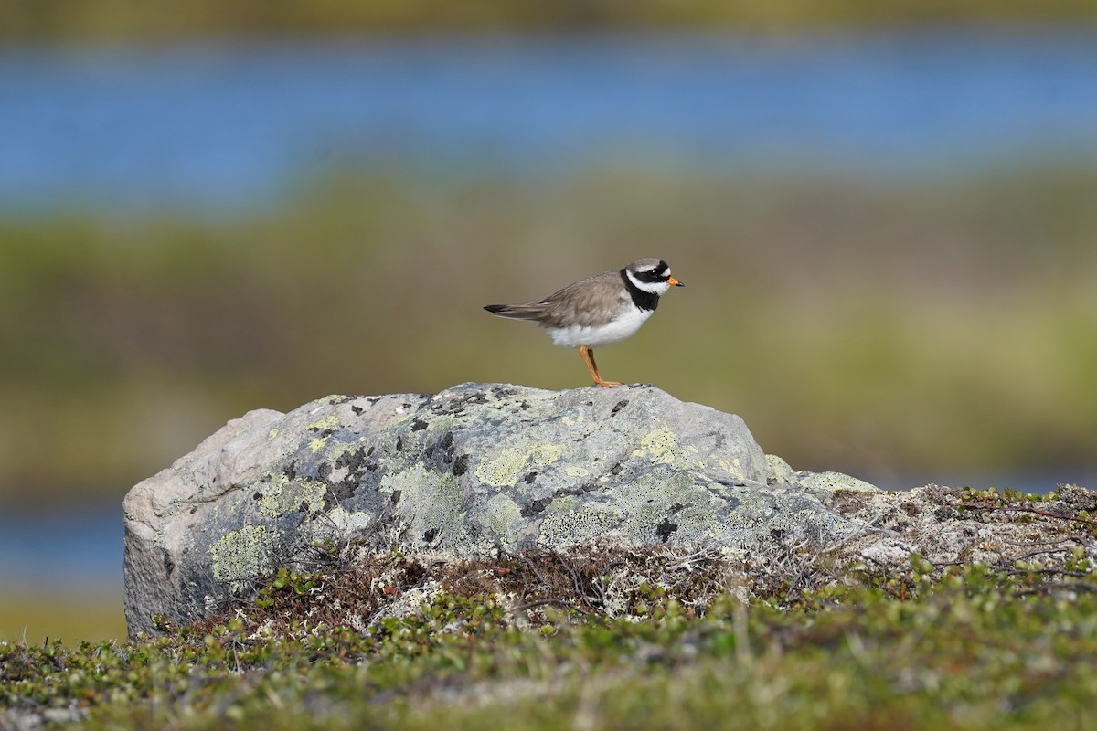 Common Ringed Plover - ML465771491