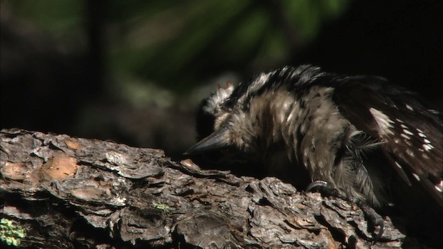 Hairy Woodpecker - ML465772