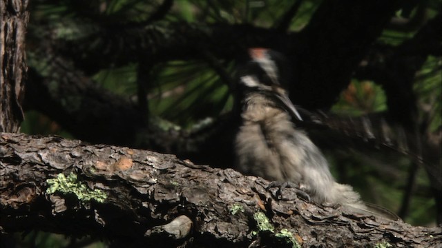 Hairy Woodpecker - ML465773