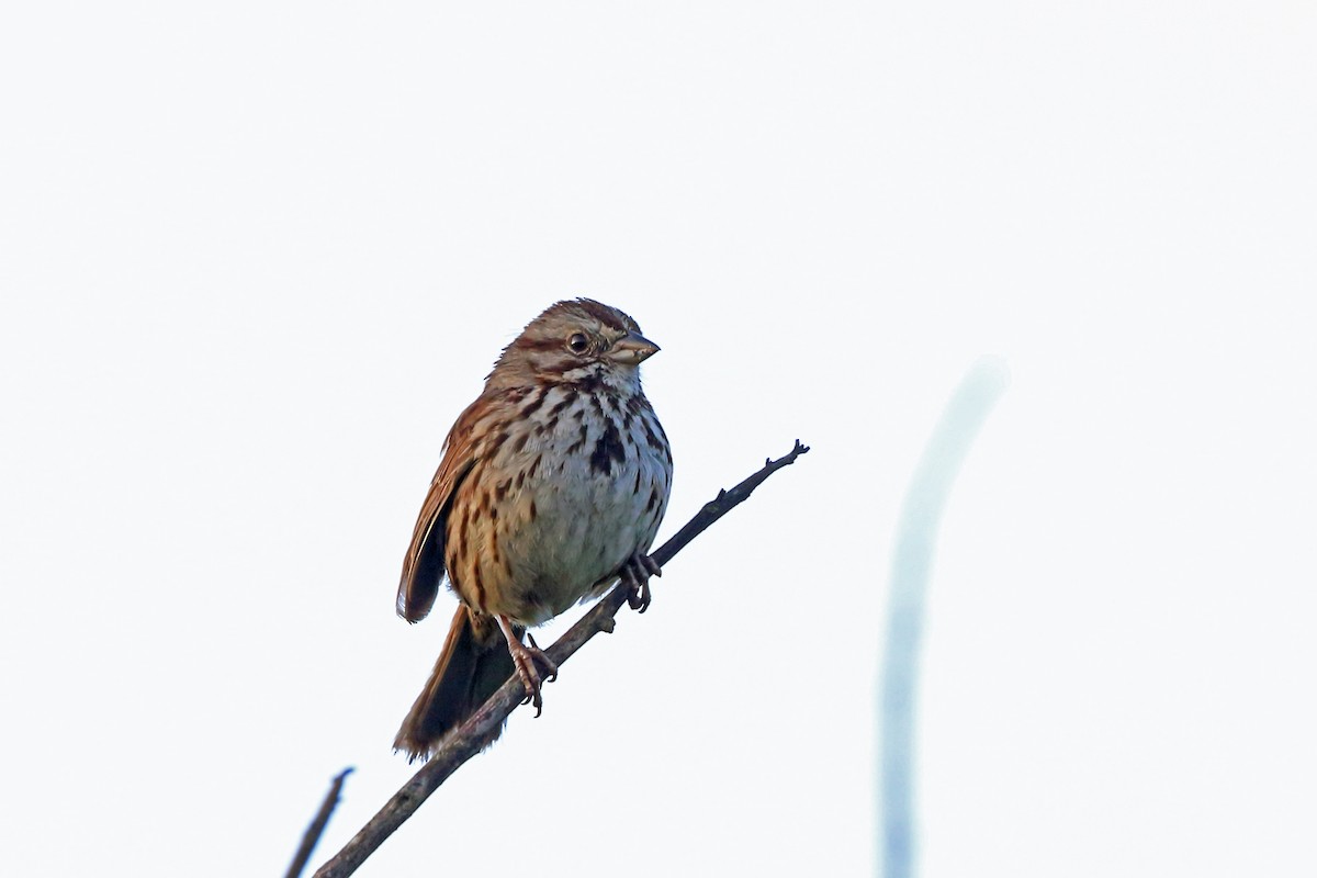 Song Sparrow (heermanni Group) - Nigel Voaden
