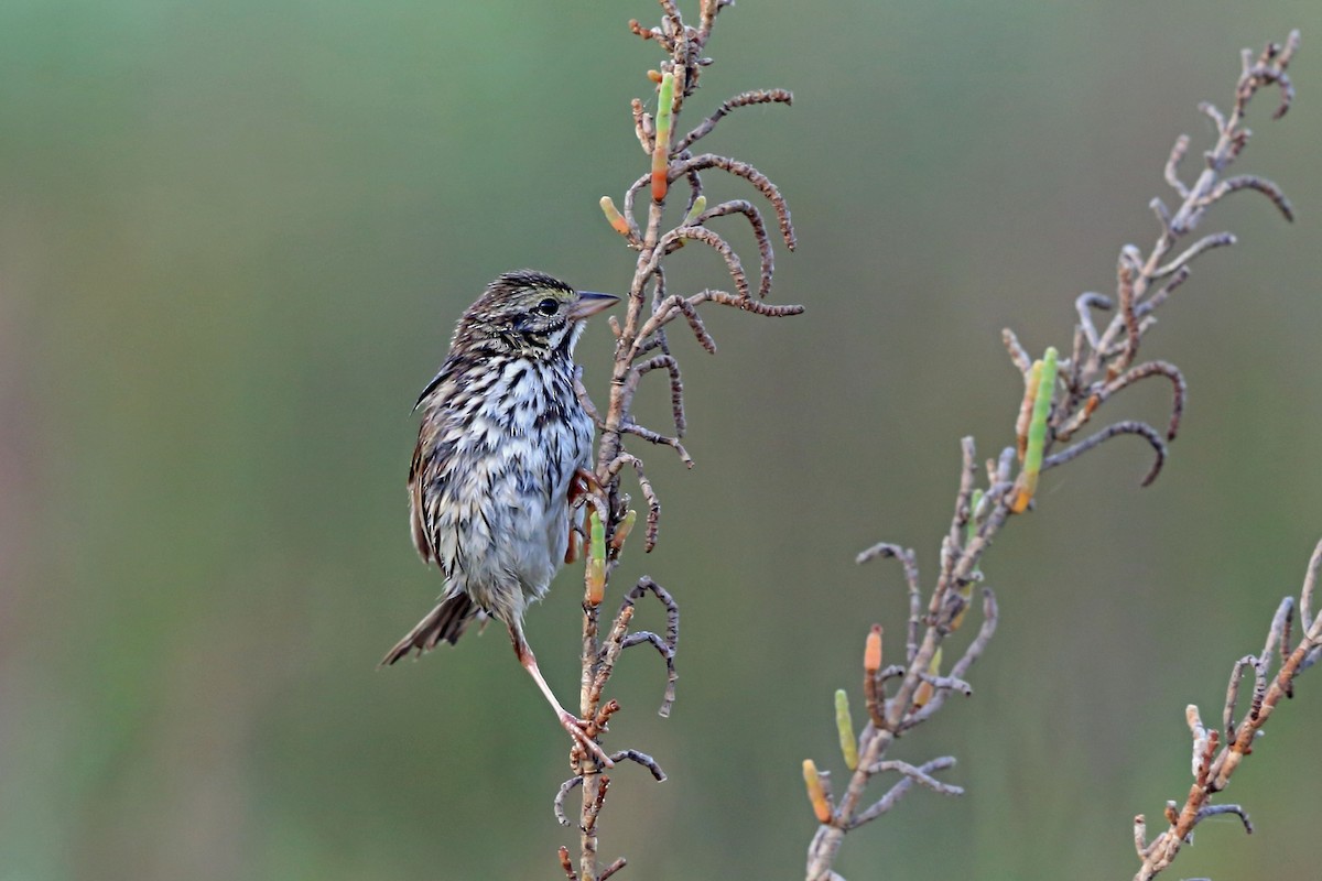 Savannah Sparrow (Belding's) - ML46577311