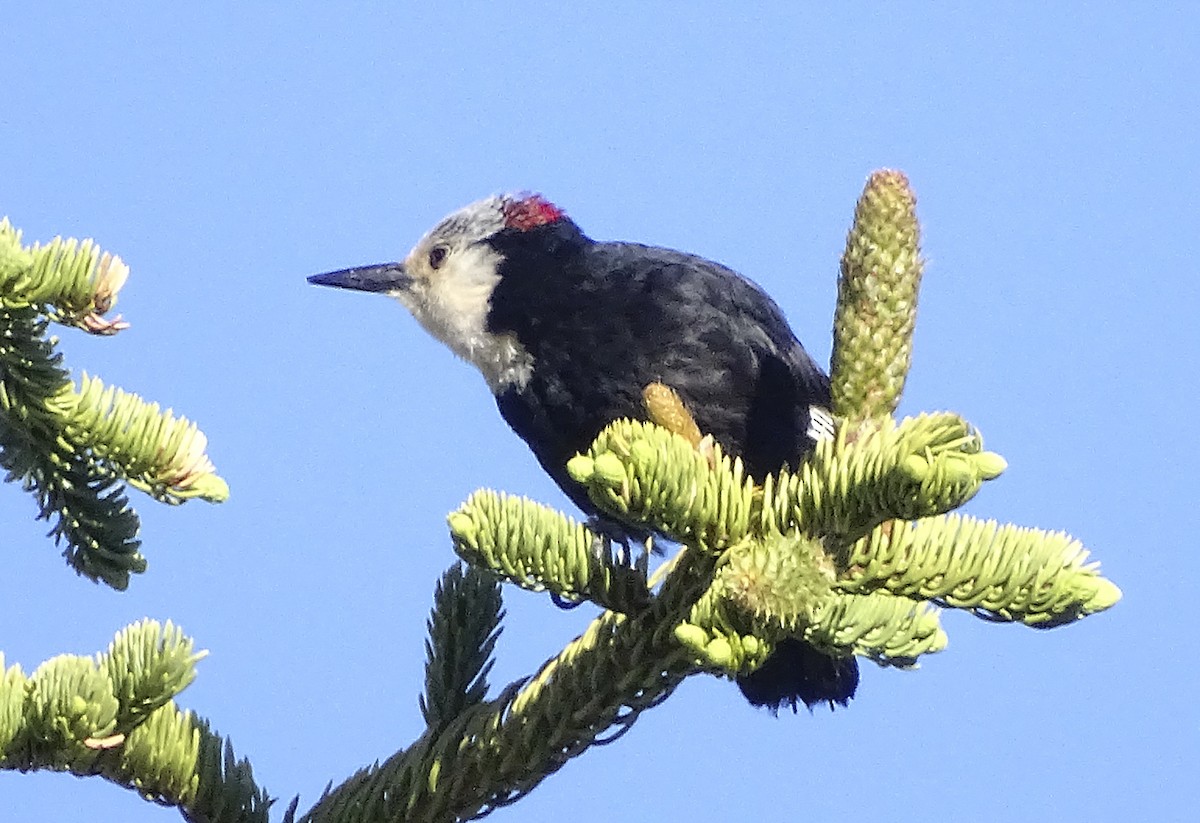 White-headed Woodpecker - ML465773721