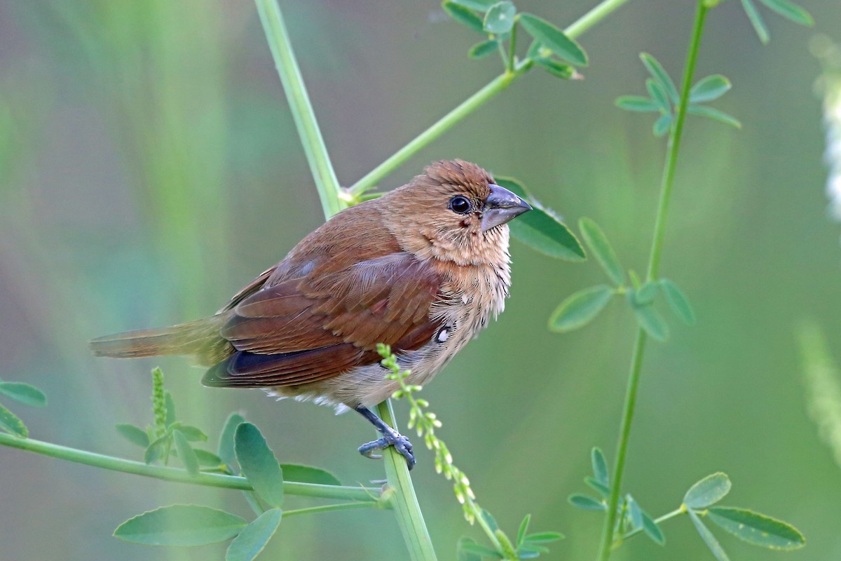 Scaly-breasted Munia (Checkered) - Nigel Voaden