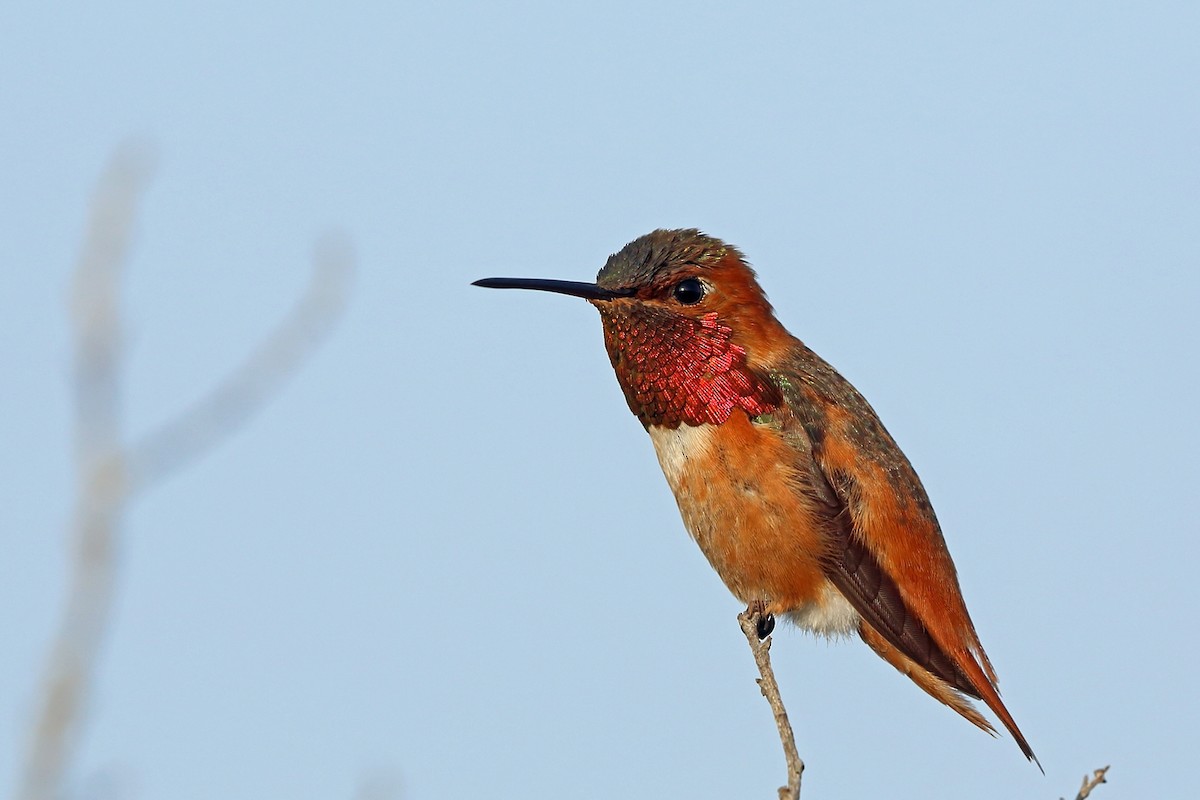 Allen's Hummingbird - Nigel Voaden
