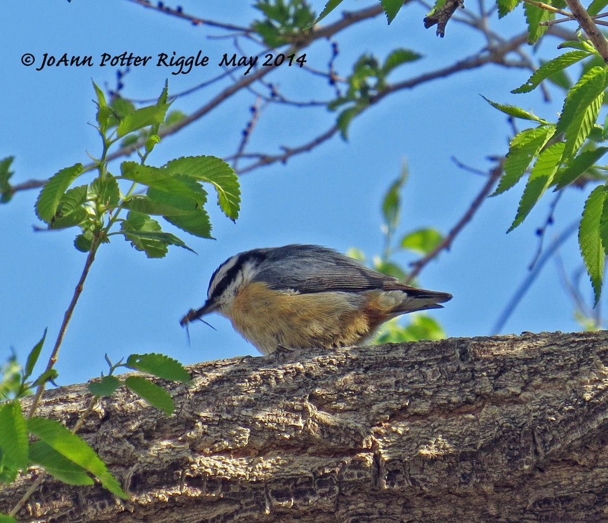 Red-breasted Nuthatch - ML46577651