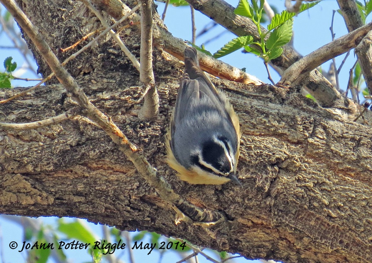 Red-breasted Nuthatch - ML46577661