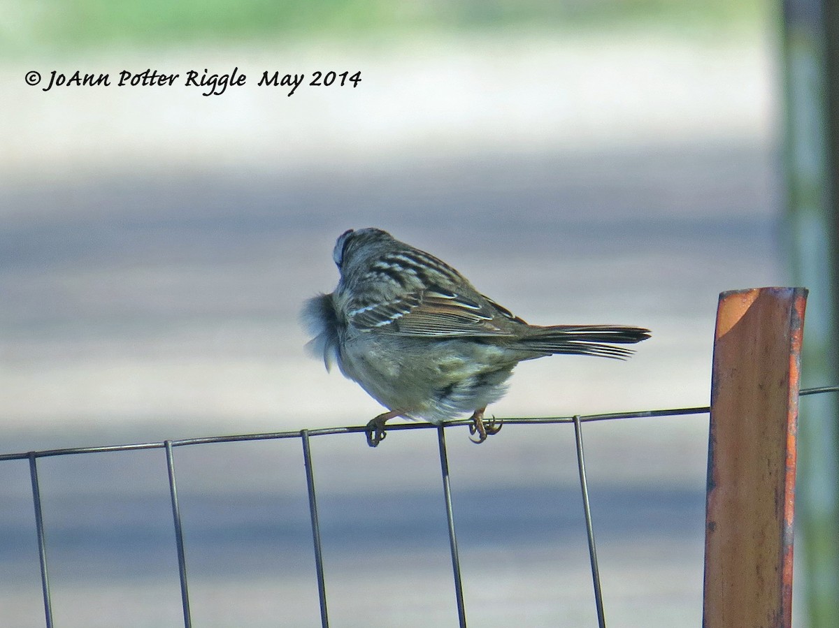 White-crowned Sparrow - ML46577801