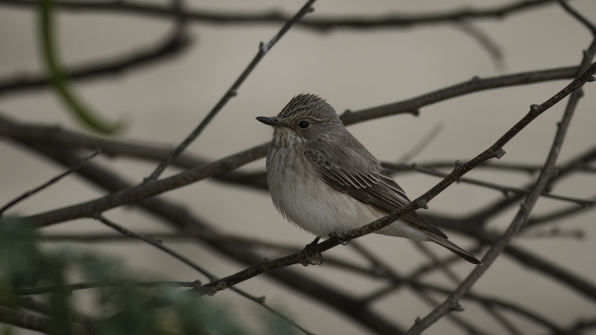 Spotted Flycatcher (Spotted) - ML465780171