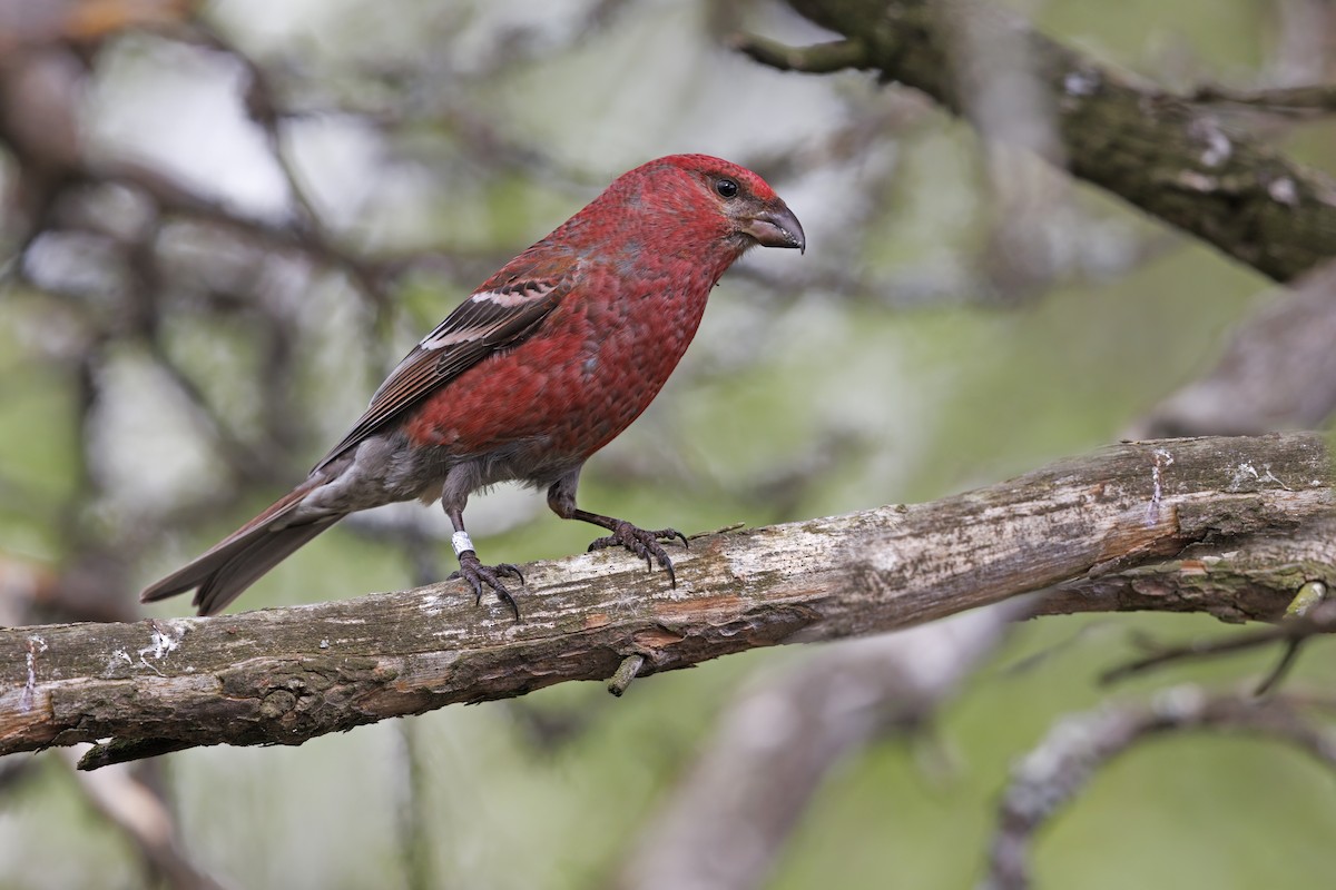 Pine Grosbeak - ML465780251