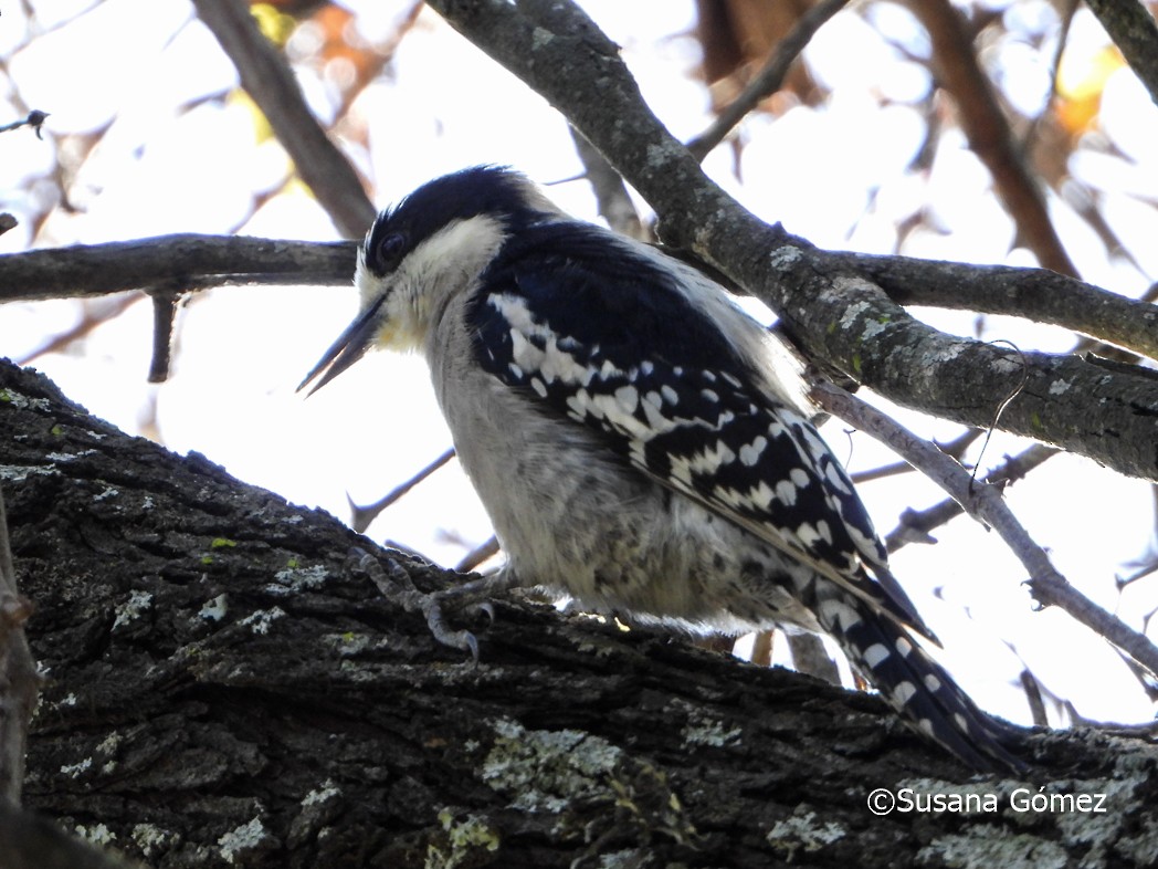 White-fronted Woodpecker - ML465780721