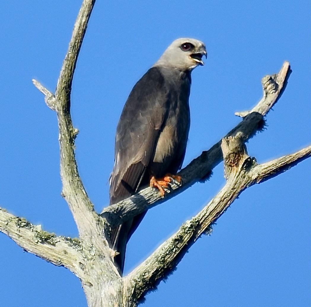 ML465780811 Mississippi Kite Macaulay Library