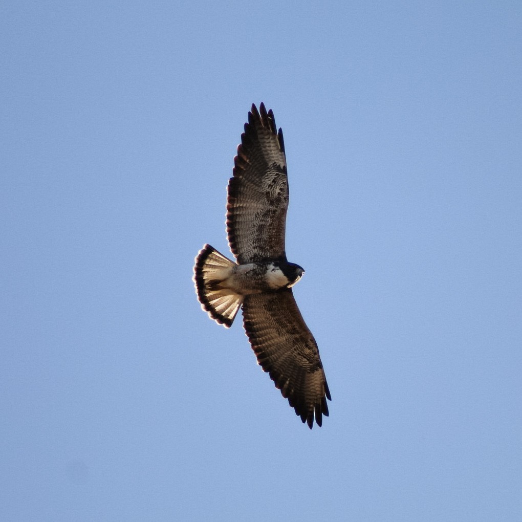 White-tailed Hawk - Adrian Farias