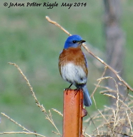 Eastern Bluebird - JoAnn Potter Riggle 🦤
