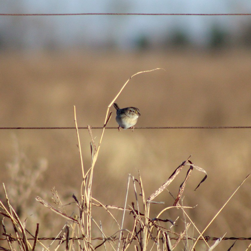 Grassland Sparrow - ML465781221
