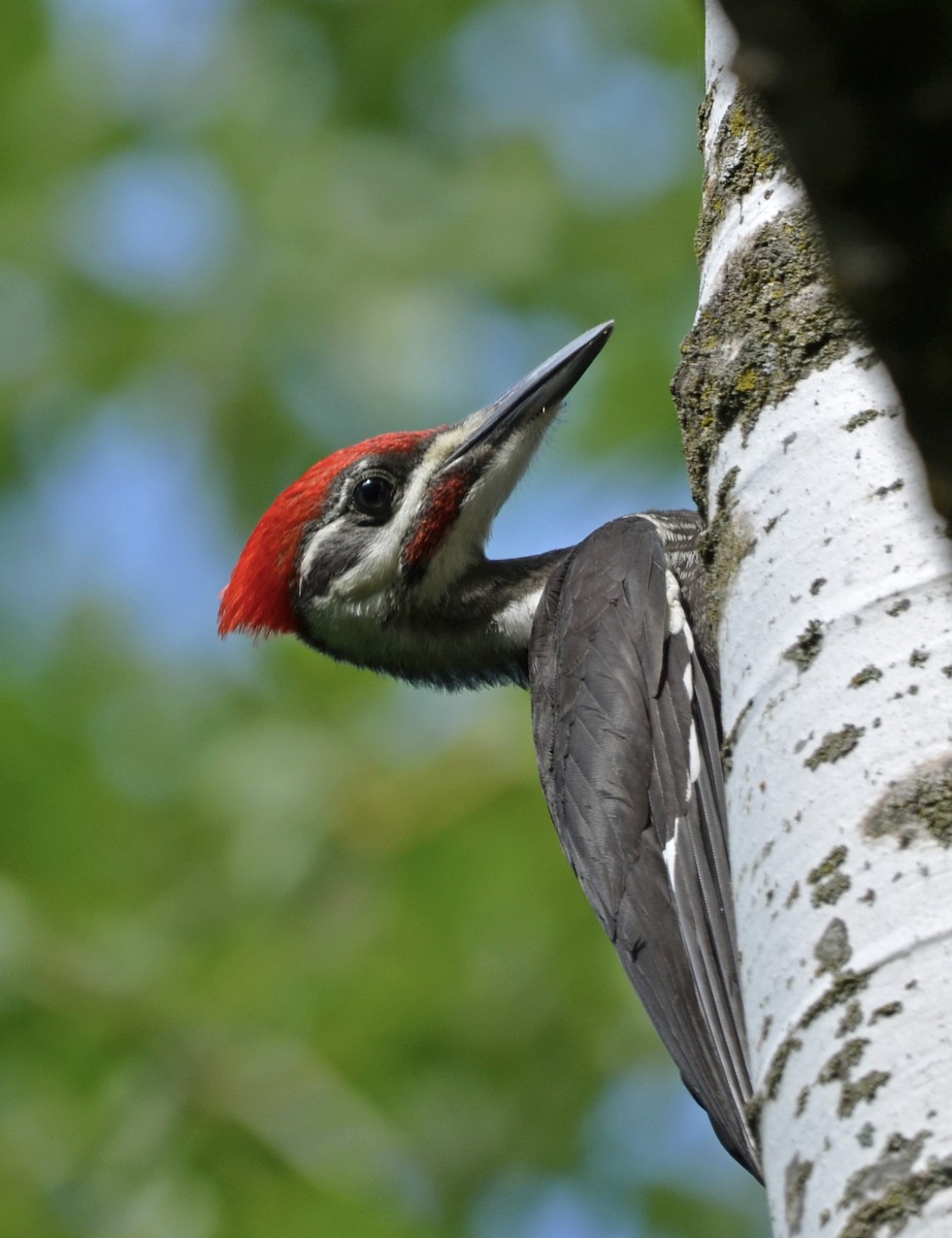 Pileated Woodpecker - ML465781671