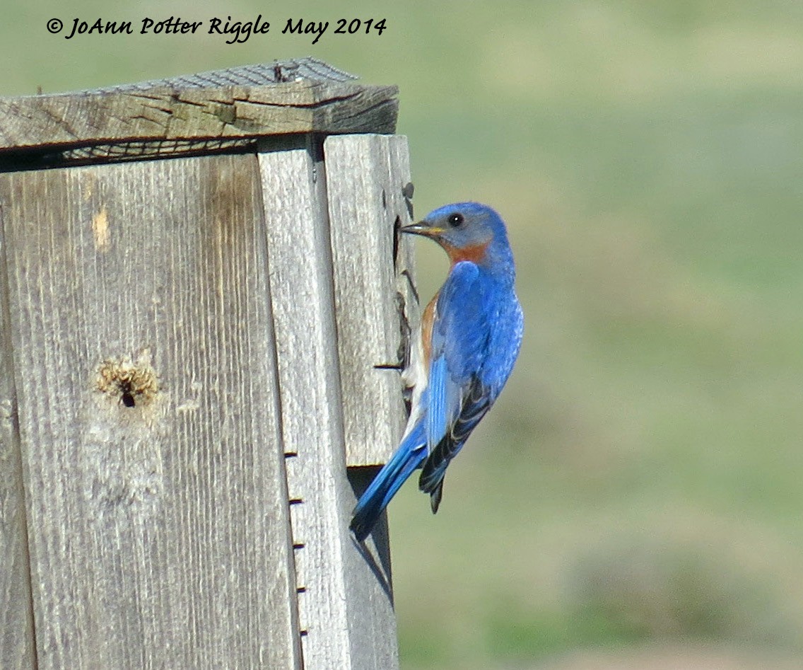 Eastern Bluebird - JoAnn Potter Riggle 🦤