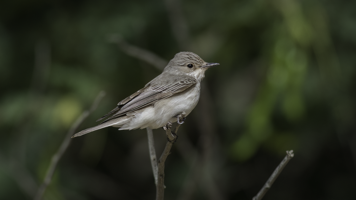 Spotted Flycatcher (Spotted) - ML465783741